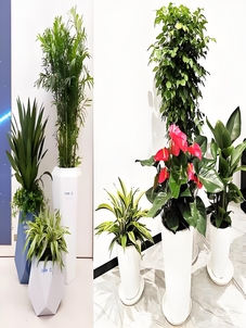 揭秘江北盆景出租哪家好，这家亮点多多别错过！